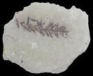 Metasequoia (Dawn Redwood) Fossil - Montana #62291-1